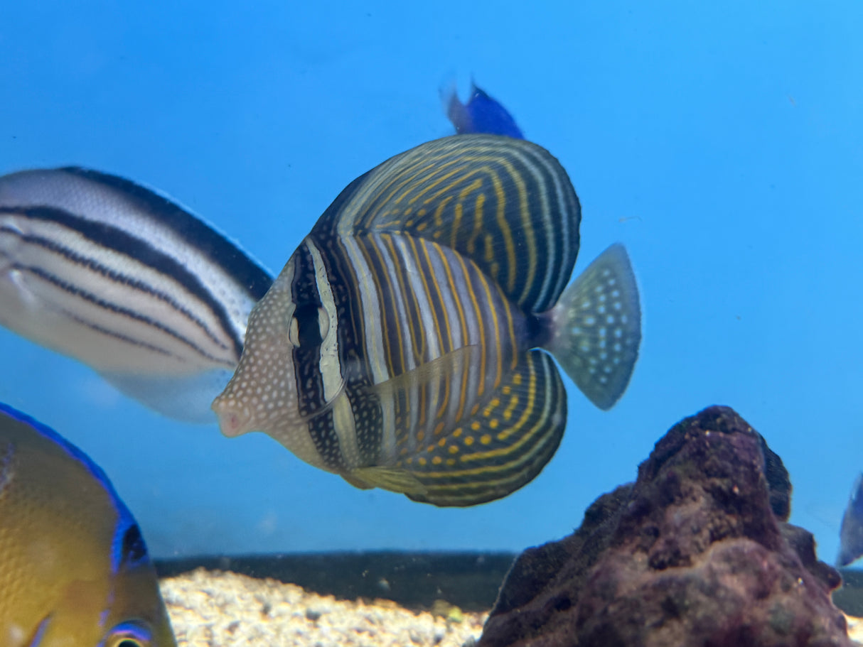 Desjardini Sailfin Tang – Zebrasoma desjardinii
