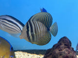 Desjardini Sailfin Tang – Zebrasoma desjardinii