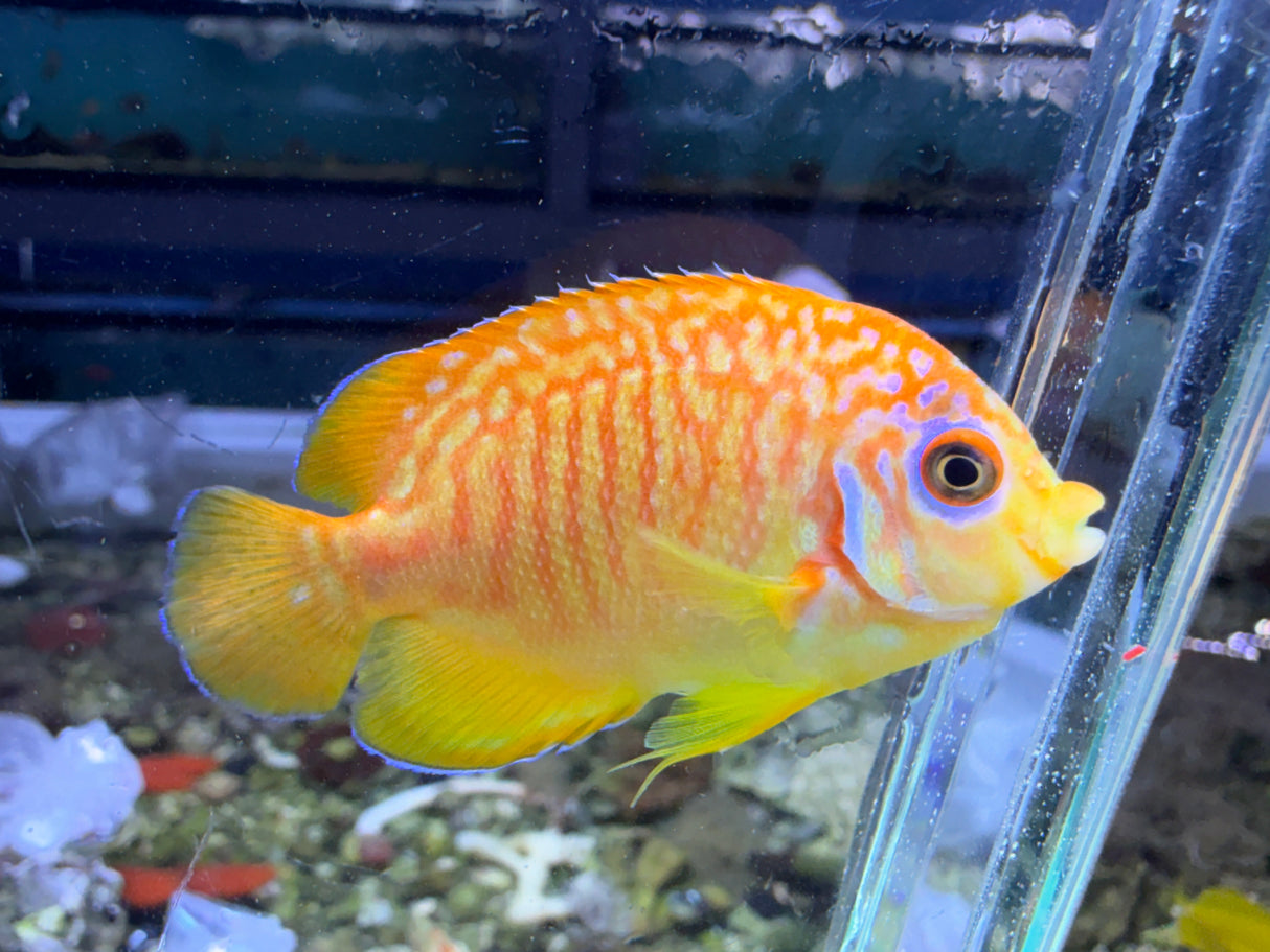 RARE Leopyge hybrid Angelfish #2