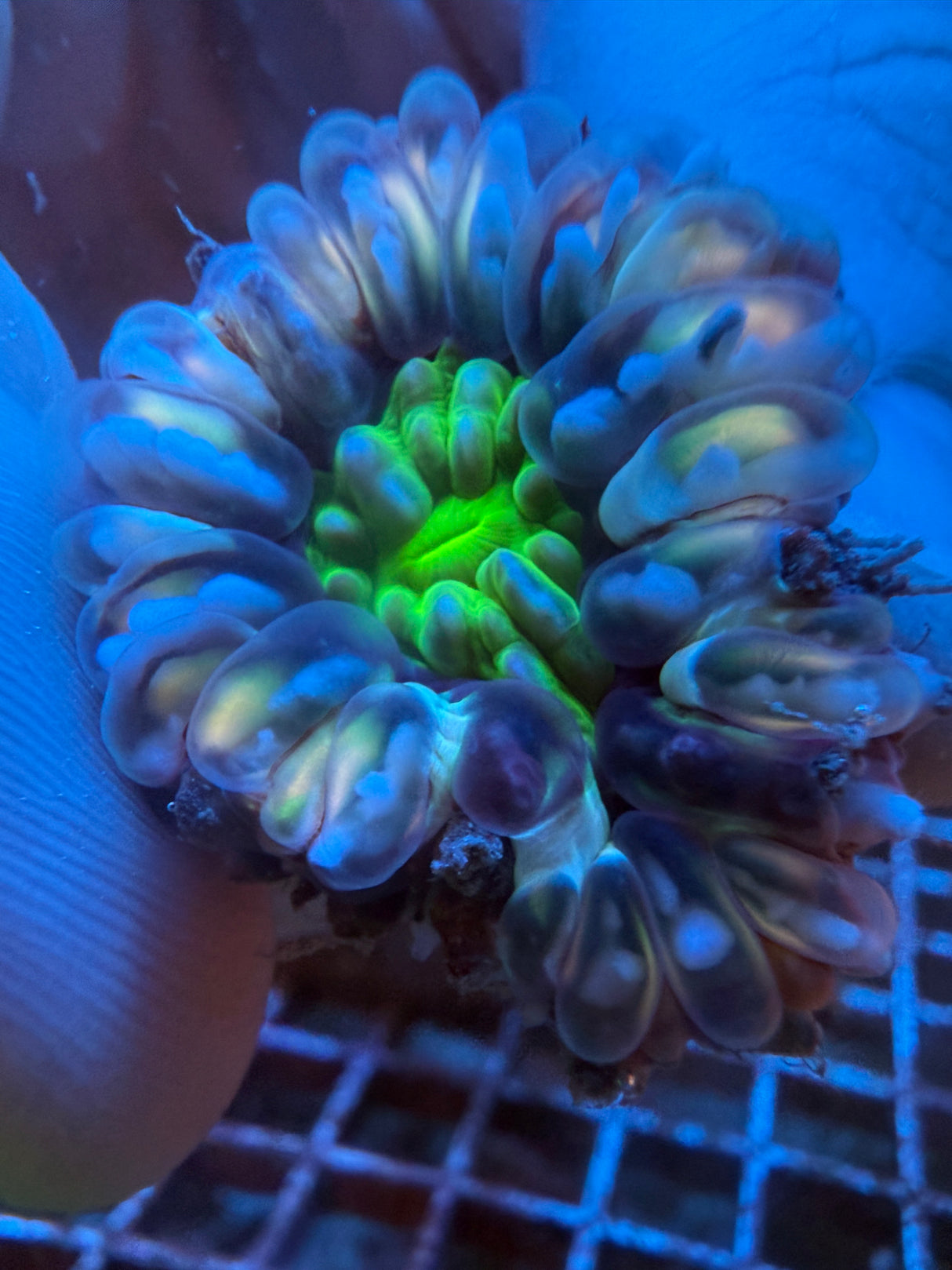 Orange green Small Cynaria WYSIWYG