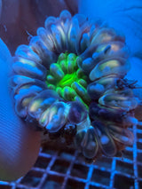 Orange green Small Cynaria WYSIWYG