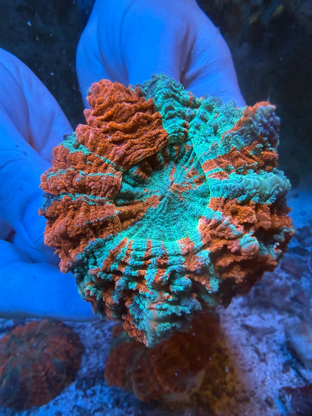 Ultra Acanthophyllia #2
