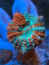 Ultra Acanthophyllia #2
