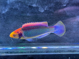 Solar clown fairy wrasse