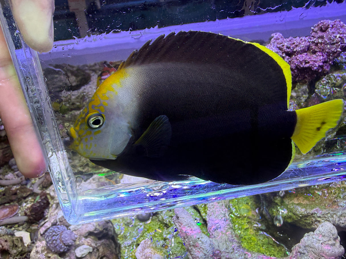 Vanderloos Angelfish (Chaetodontoplus vanderloosi