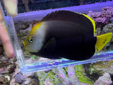 Vanderloos Angelfish (Chaetodontoplus vanderloosi