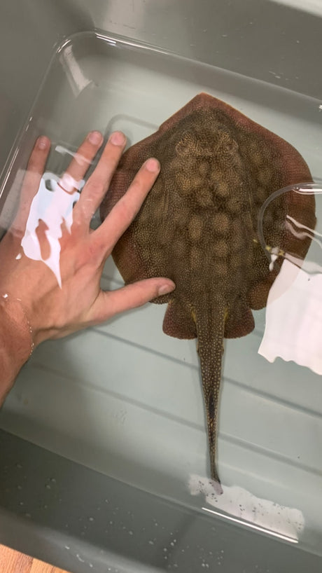 California Stingray