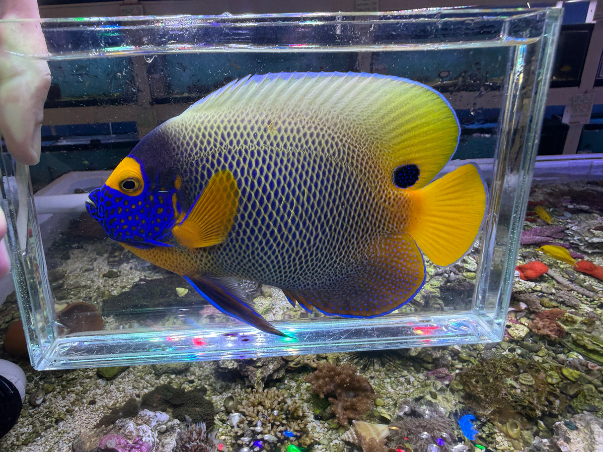 Large Blueface Angelfish