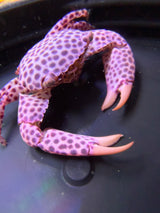 Trapezia strawberry crab