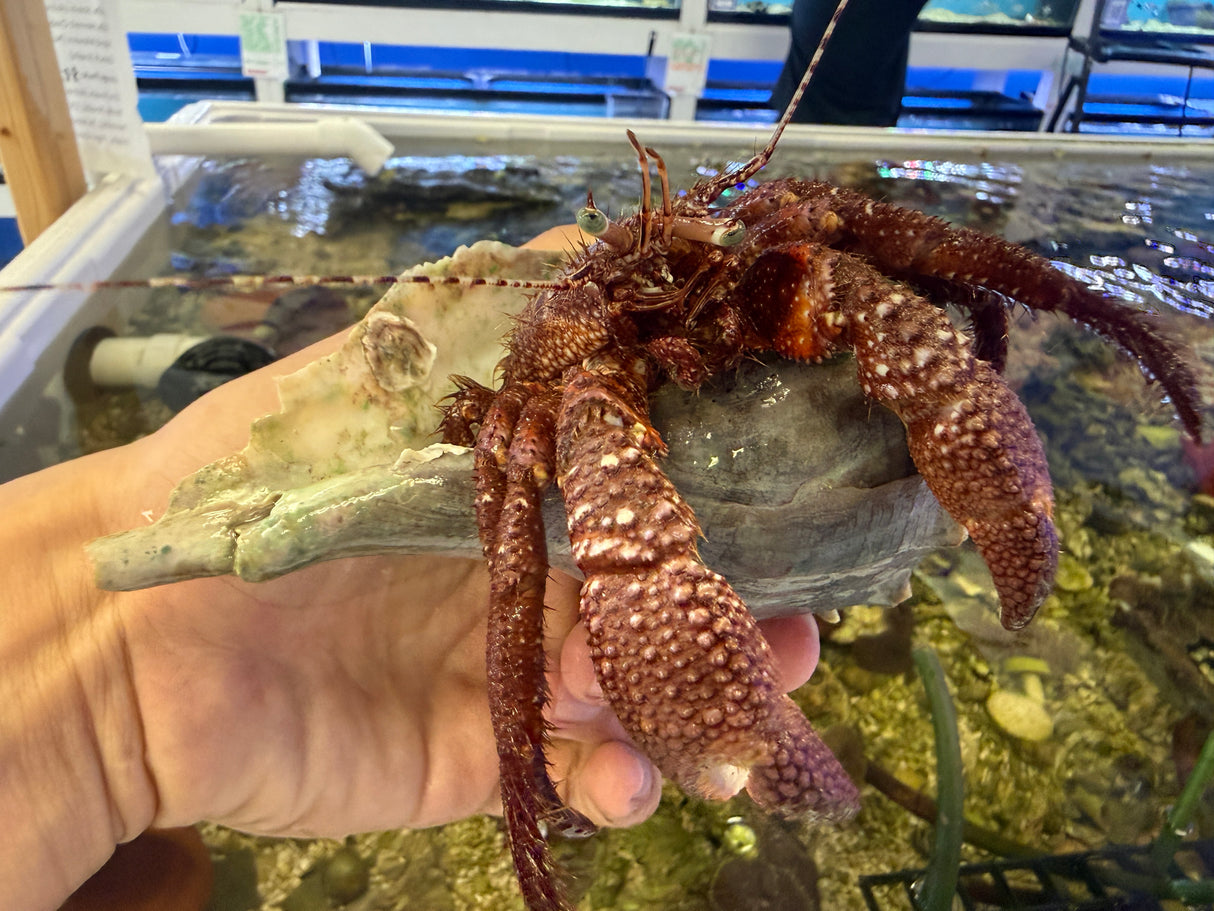Extra large red fuzzy hermit crab