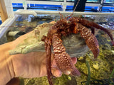 Extra large red fuzzy hermit crab