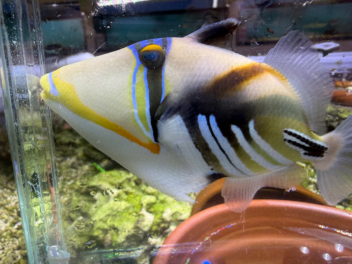 Picasso HumuHumu Triggerfish