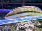 Slippery Dick wrasse