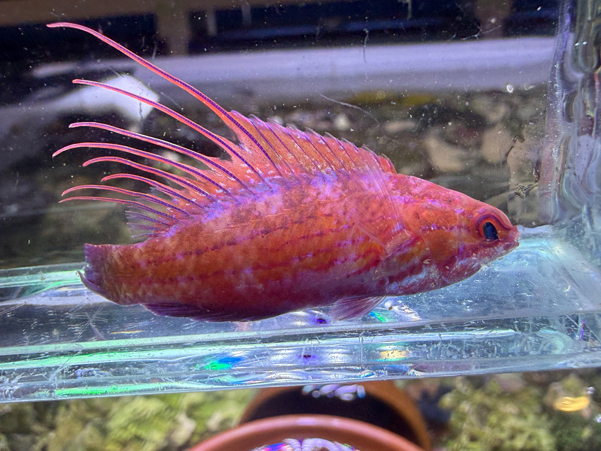 Royal flasher wrasse