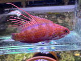 Royal flasher wrasse