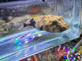 Captive bred Red Congo puffer