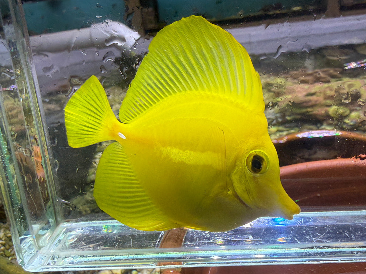 Yellow Tang Fish