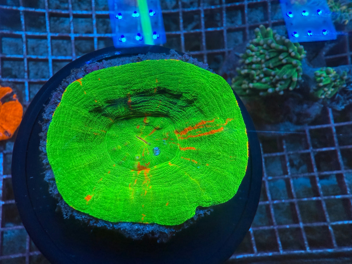 Bleeding apple Scoly 4