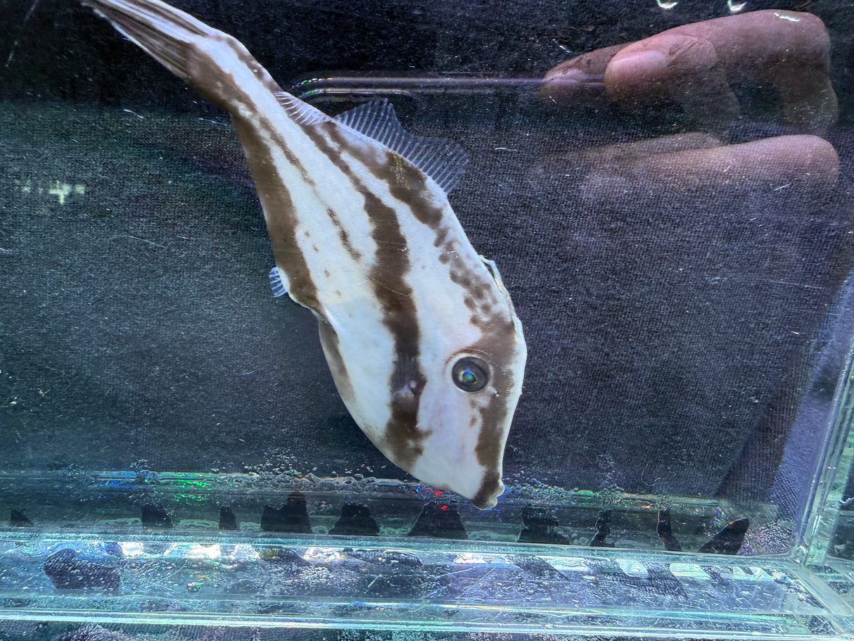Leatherjacket filefish