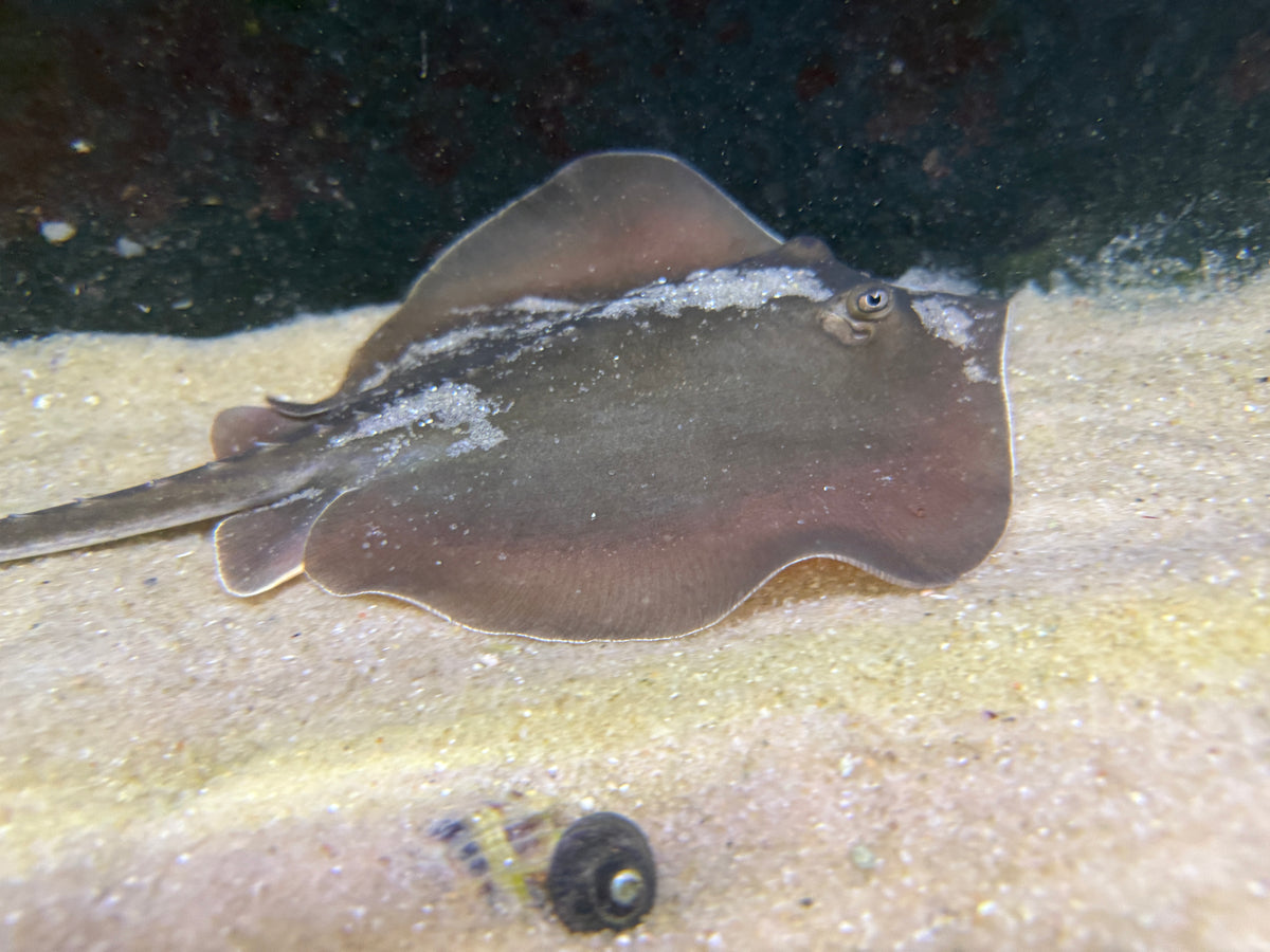 Atlantic stingray
