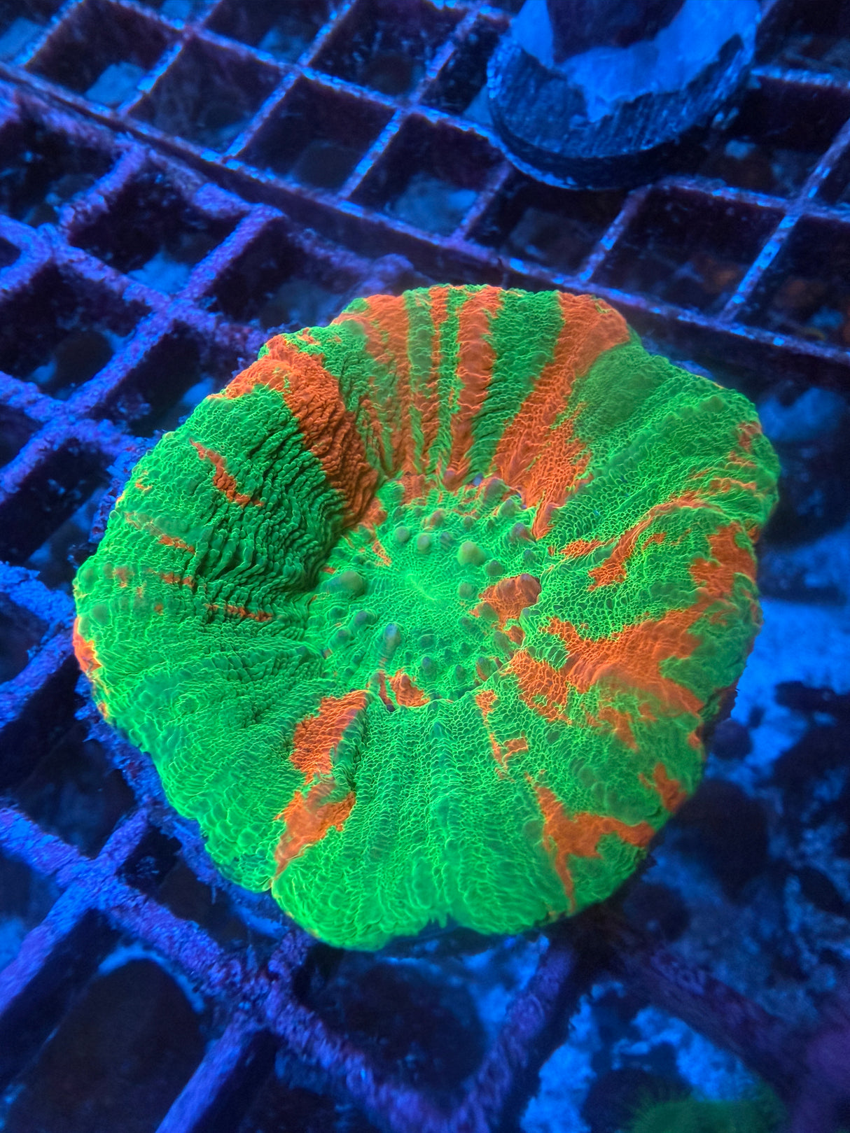 Bleeding Apple Scoly Md WYSIWYG