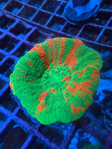 Bleeding Apple Scoly Md WYSIWYG