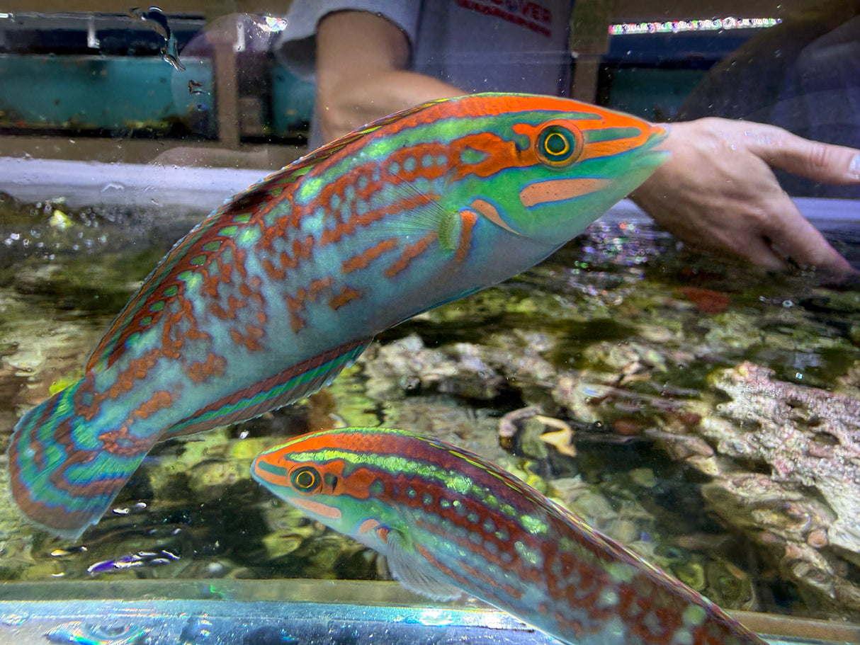 Christmas wrasse