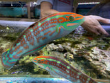 Christmas wrasse