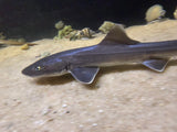 Smooth hound shark