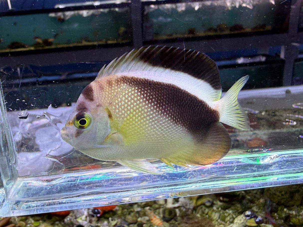 RARE hybrid Griffis Angelfish