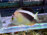 RARE hybrid Griffis Angelfish
