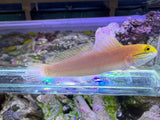 Bella goby