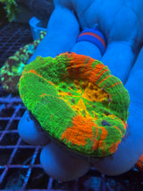 Yellow center Ultra Scoly WYSIWYG