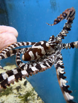 Mimic Octopus
