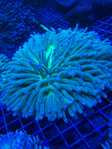 XLG Long tentacle plate coral heliofungia