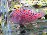 Coral croucher goby