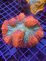 Red Symphyllia