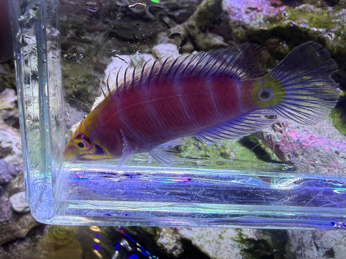 Super Male Mystery Wrasse