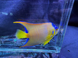 Adult Queen Angelfish