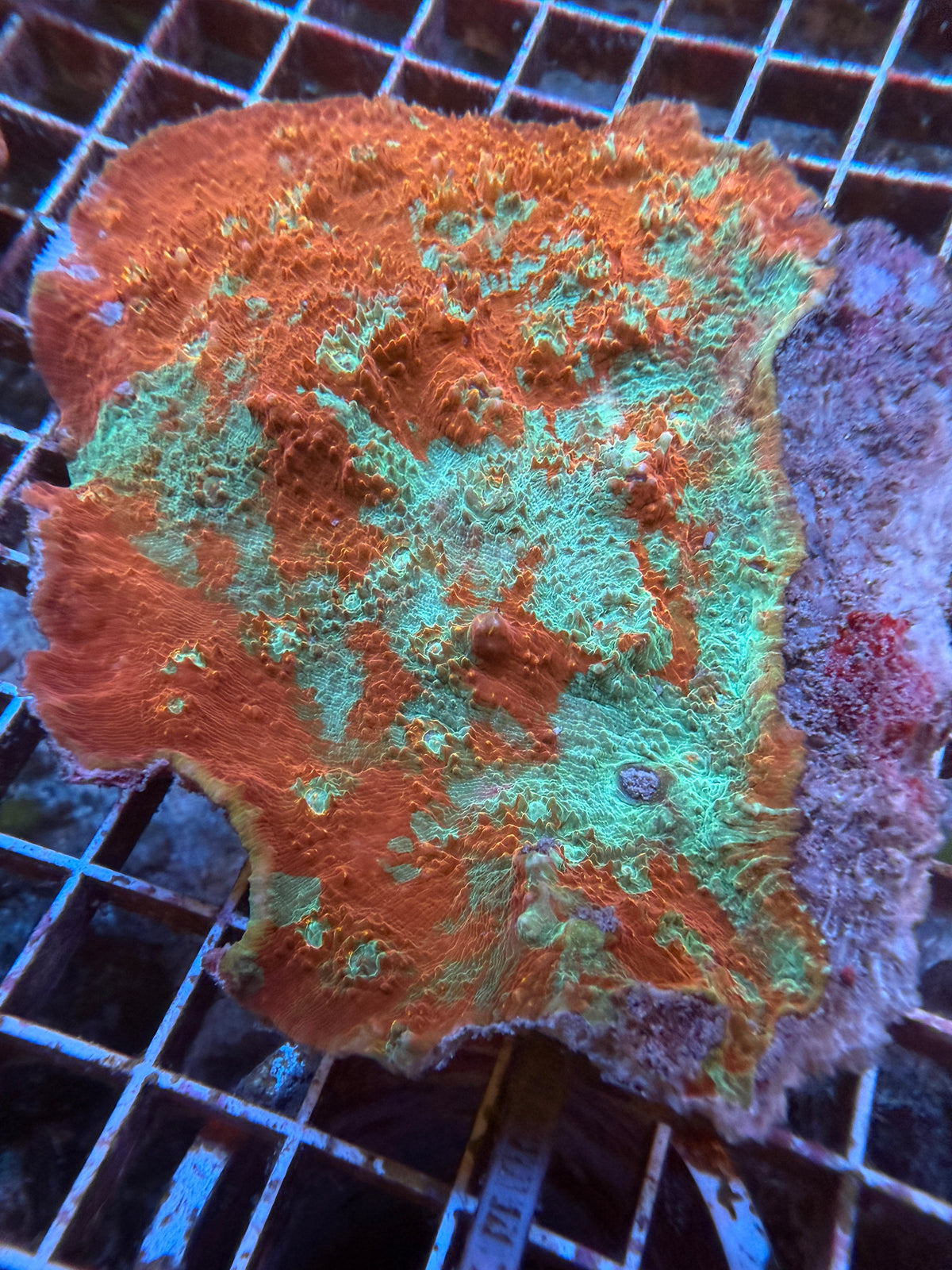 Red and teal splatter chalice
