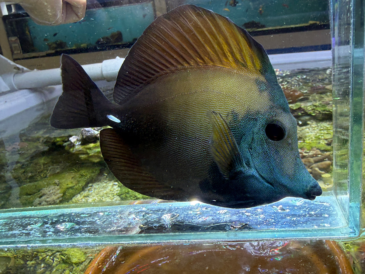Koi scopas tang WYSIWYG SF6