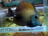 Koi scopas tang WYSIWYG SF6