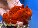 Red Frogfish