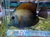 Koi scopas tang WYSIWYG SF6