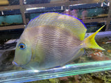Atlantic Blue Tang