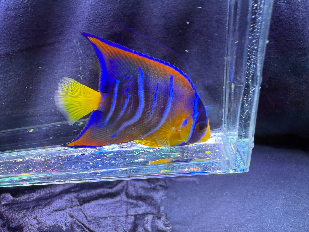 Juvenile queen angelfish
