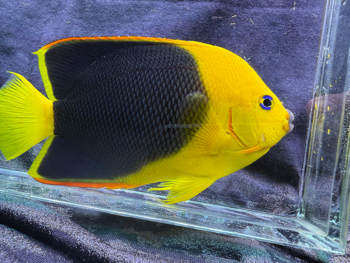Rock beauty angelfish