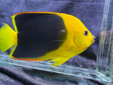 Rock beauty angelfish
