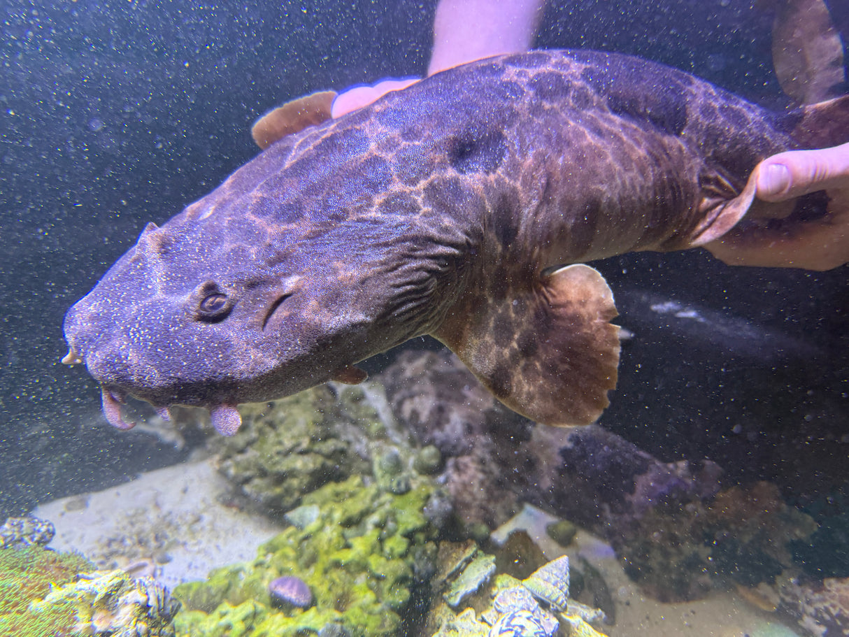 XXLG Female Northern Wobbegong (pick up only)