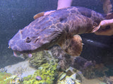 XXLG Female Northern Wobbegong (pick up only)